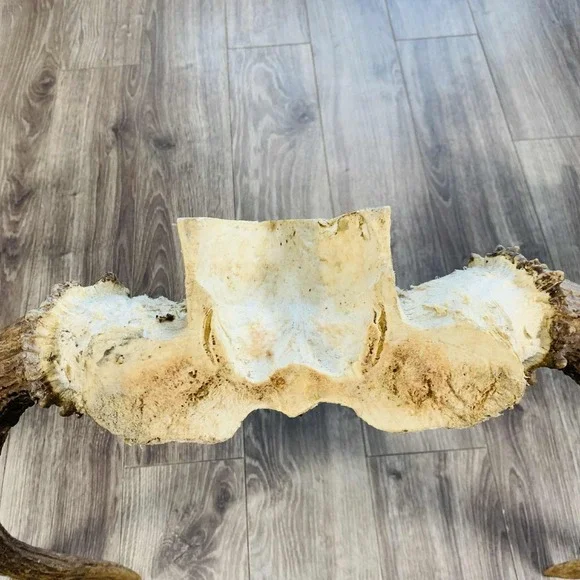 Naturally Shed Wild Moose Antler (Horn, Knife, Carving, Chew, Taxidermy) Full - Picture 16 of 16